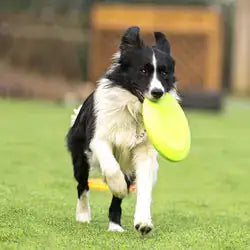 Dog rubber flying disc